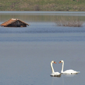 Флирт по време на бедствие