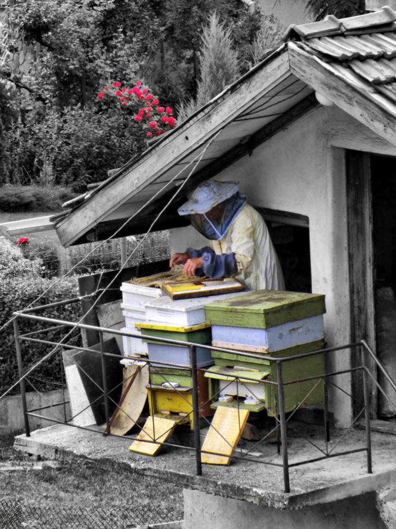 Honey  plant...