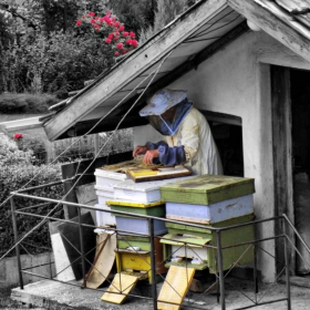Honey  plant...