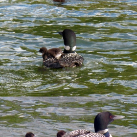 The story of baby loon, who got off the back of papa loon