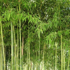 Малка бамбукова горичка в местността Рупите .