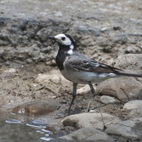 Бяла стърчиопашка - Motacilla alba.