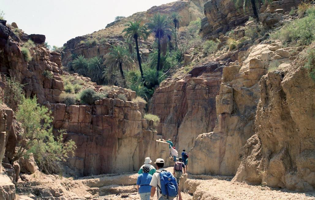 A green canyon in the desert