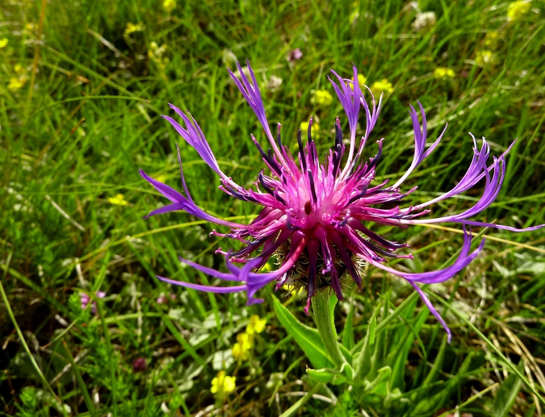 Violet flowers 2