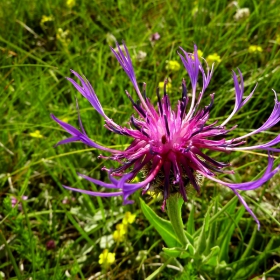 Violet flowers 2