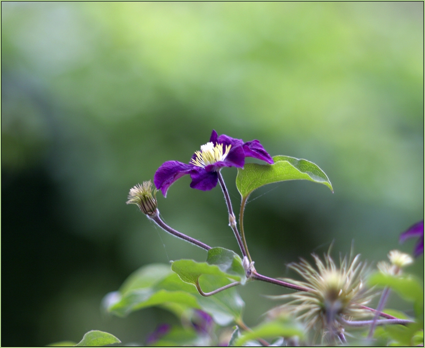 Clematis - Warszawska Nike