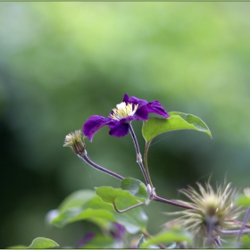 Clematis - Warszawska Nike