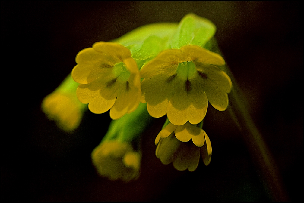 Иглика.....Лечебна иглика - Primula veris+++___5