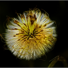 Изображения - Глухарче, също Жълтурче, Радика (Taraxacum) са род многогодишни тревисти растения+++___7