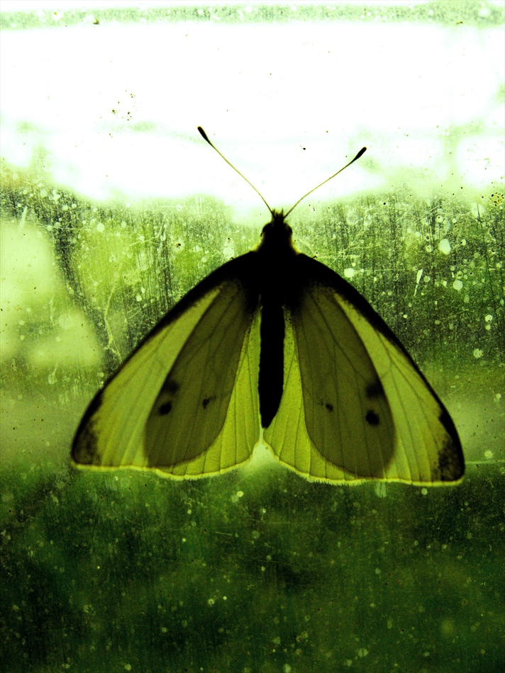 butterfly