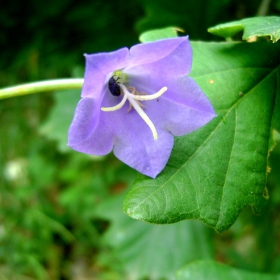 Campanula persicifolia :)