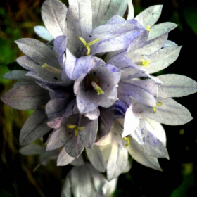 purple passion