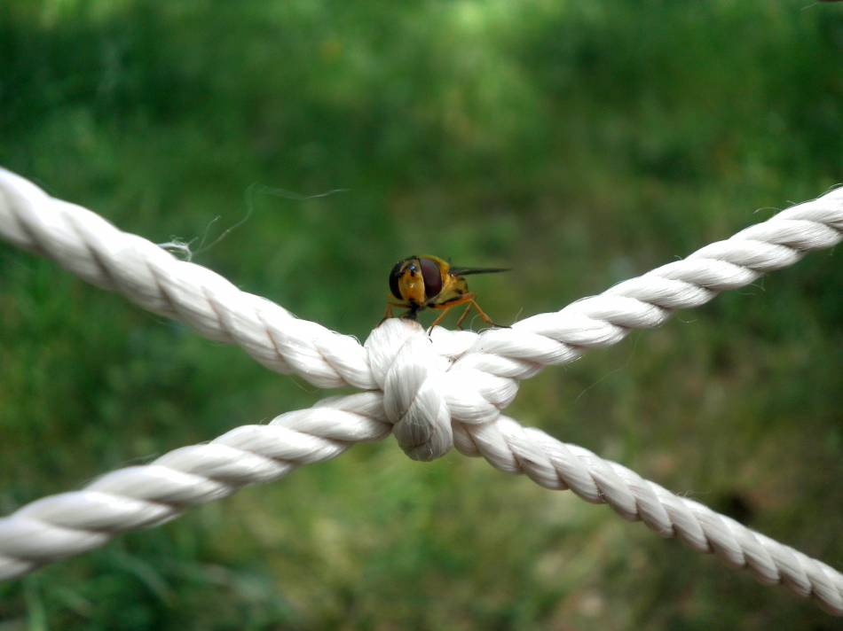 Lady Bee :)