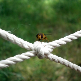 Lady Bee :)