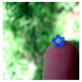 Forget me not :)