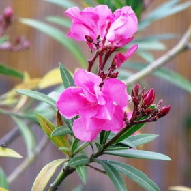 Nerium oleander L