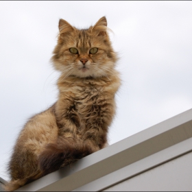 Котка върху горещ ламаринен покрив