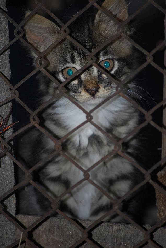 Prisoner
