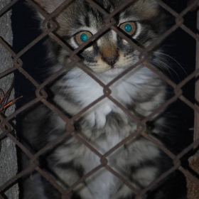 Prisoner