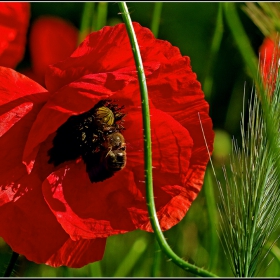 Макро-Мак...1  Мак (Papaver)