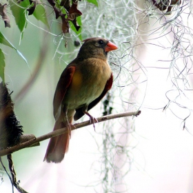 cardinal