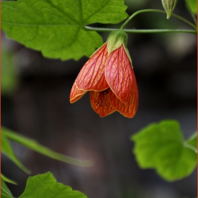 Abutilon