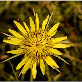 .Изображения - Глухарче, също Жълтурче, Радика (Taraxacum) са род многогодишни тревисти растения+++___11