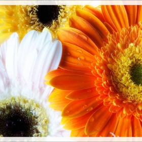 Flower vol.1
