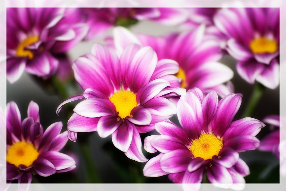 Flower vol.2