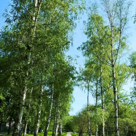 Брезова алея