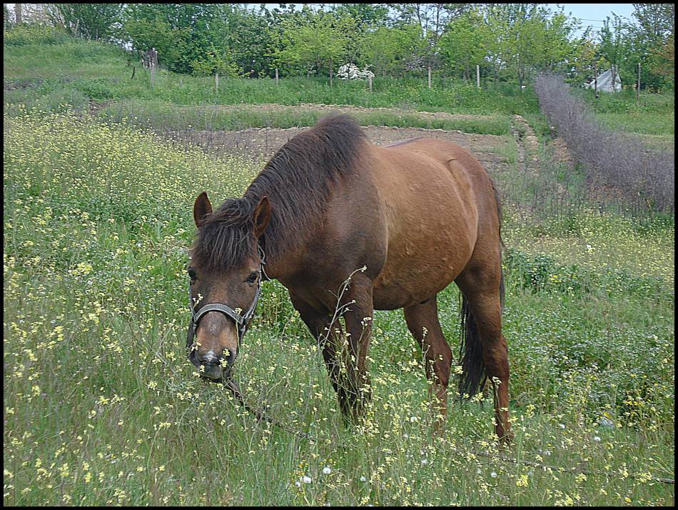 Конче
