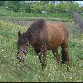 Конче