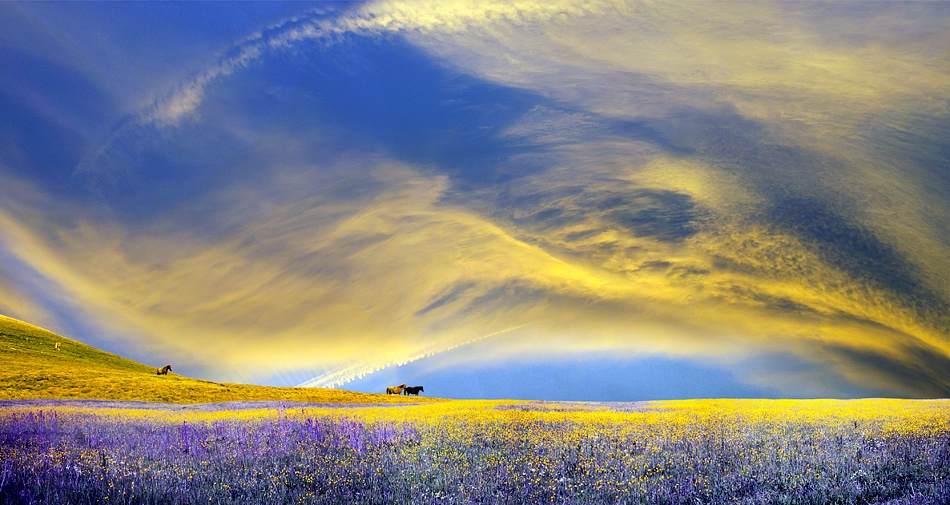 Land of Free Souls