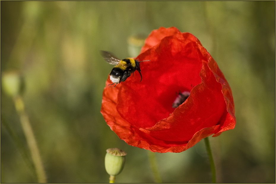 Bombus Terrestris