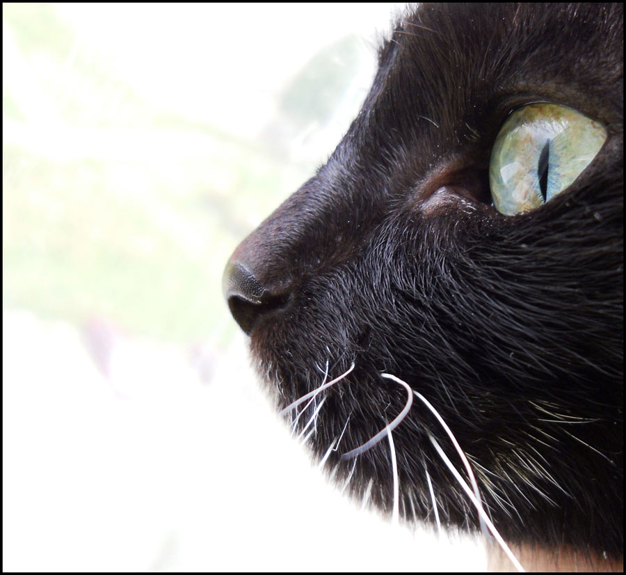 My Cat