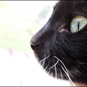 My Cat
