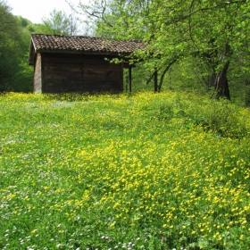 полянка