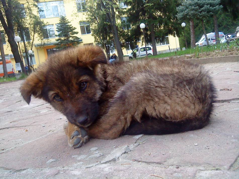 кученце