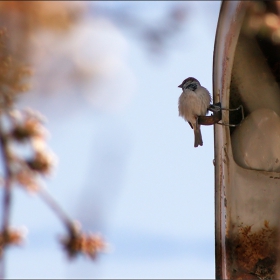 Evil Eye Sparrow