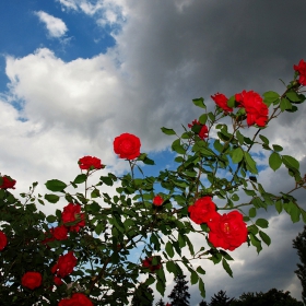 Red Roses