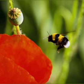 Бомбус ( Bombus Terrestris )