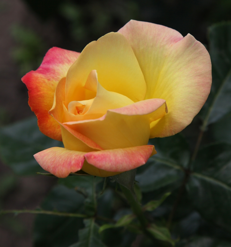 The Rose