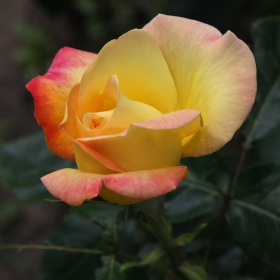 The Rose