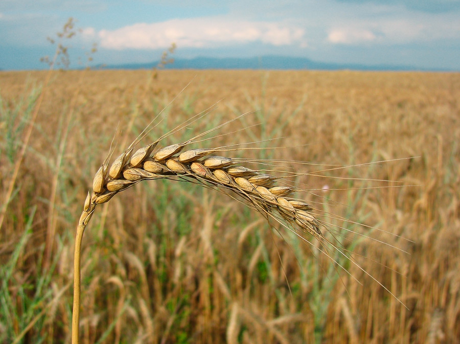 Житен клас