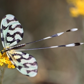 Nemoptera­- sinuata