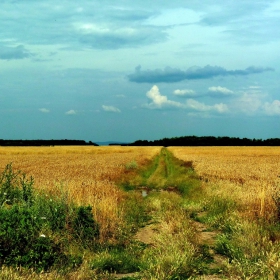 Път през житата