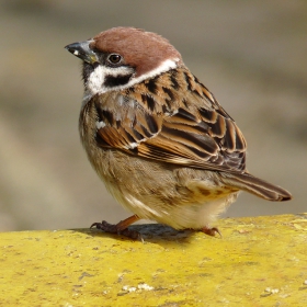 Passer domesticus