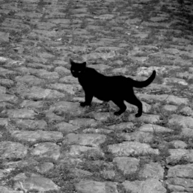 Black Cat