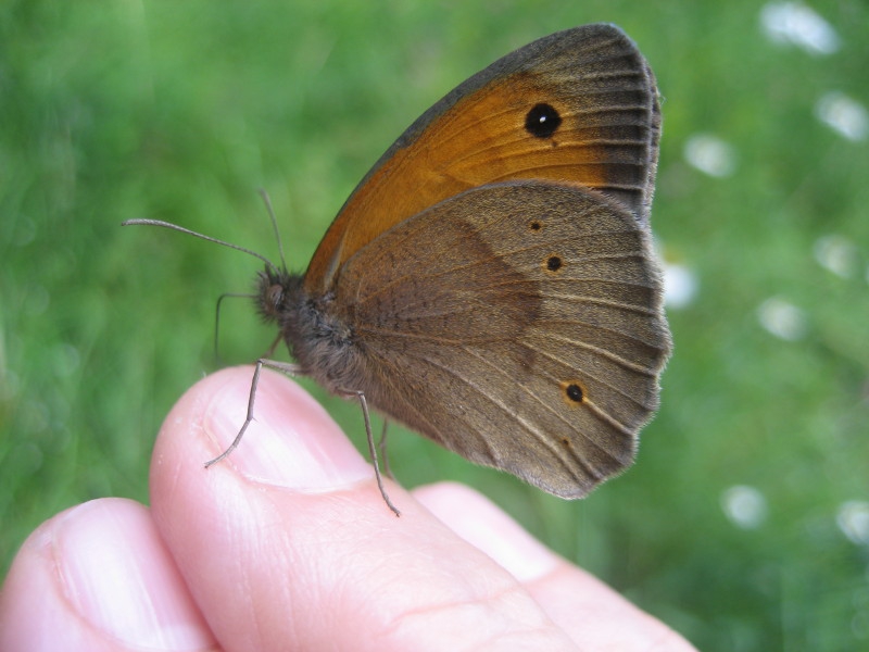peperuda
