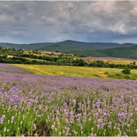 Лавандулени полета